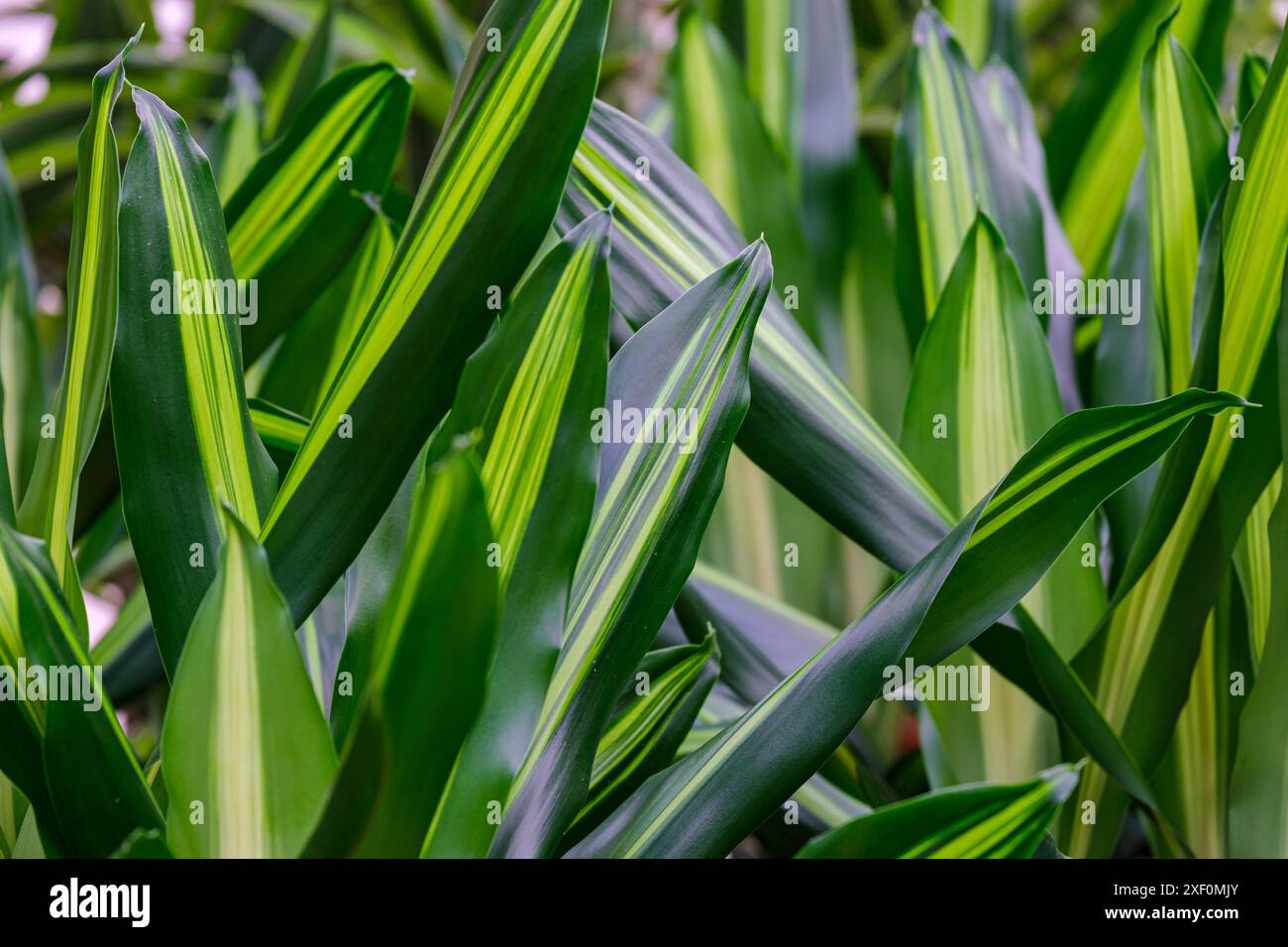 Fragans Dracaena, Tronco di Brasile, Maiorca, Isole Baleari, Spagna. Foto Stock