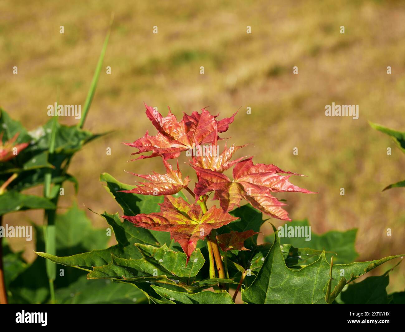 Risveglio primaverile: Fresche e giovani foglie d'acero norvegese in rosso vivo, che simboleggiano il risveglio della natura in primavera Foto Stock