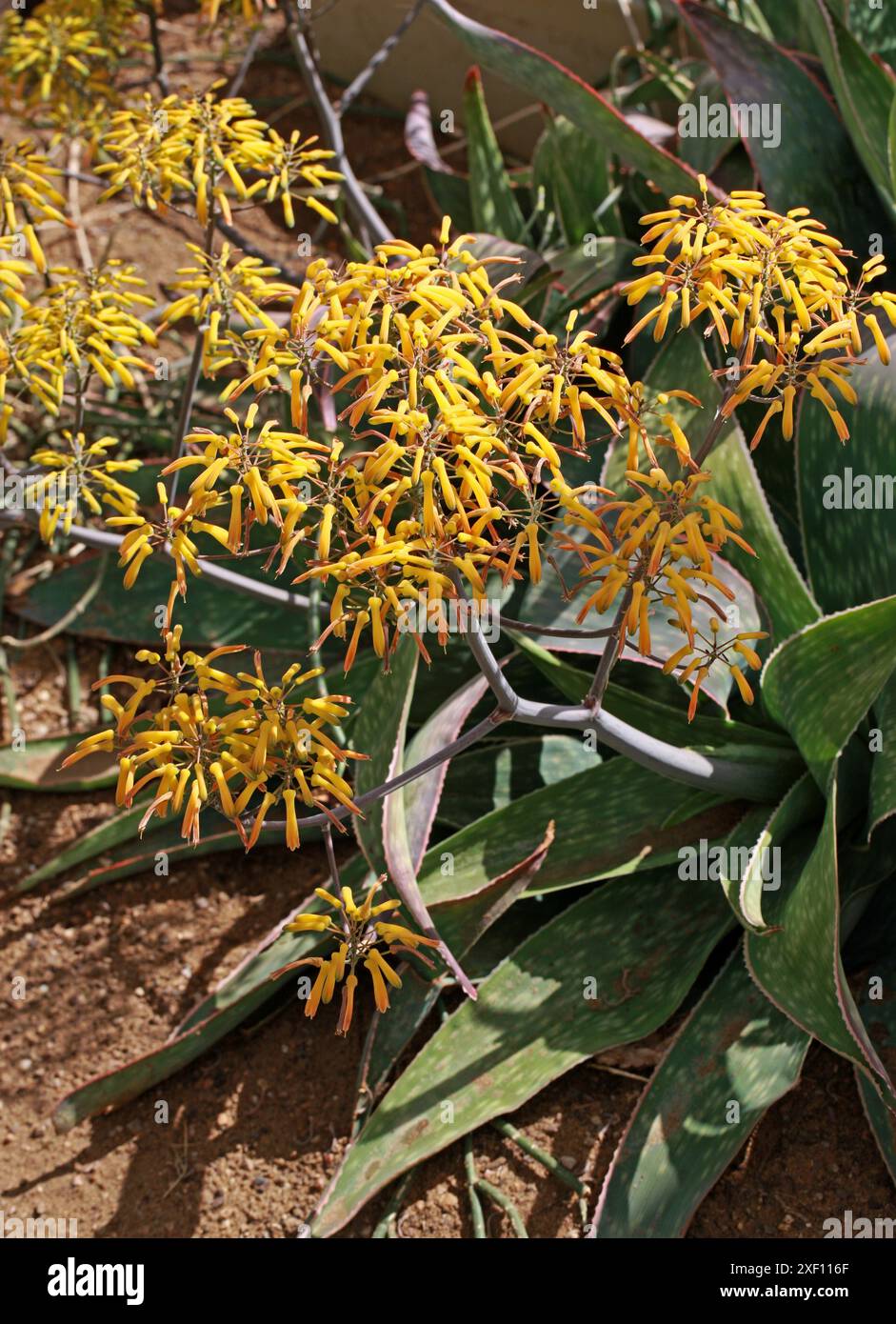 Aloe reynoldsii, Asphodelaceae, Sudafrica. L'aloe reynoldsii è una succulenta senza stelo con foglie raccolte in una rosetta e fiori gialli. Foto Stock