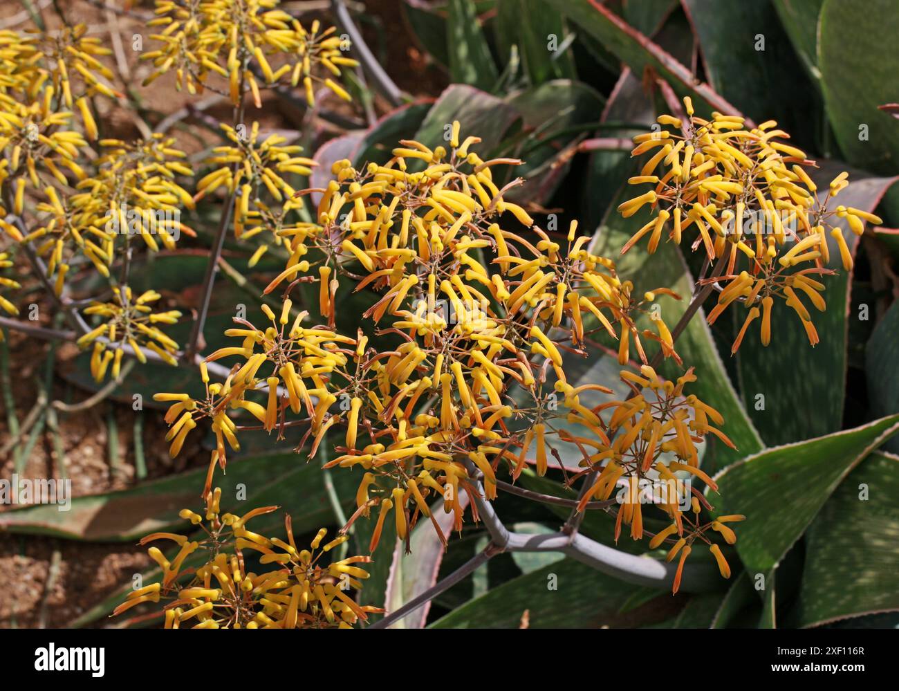 Aloe reynoldsii, Asphodelaceae, Sudafrica. L'aloe reynoldsii è una succulenta senza stelo con foglie raccolte in una rosetta e fiori gialli. Foto Stock