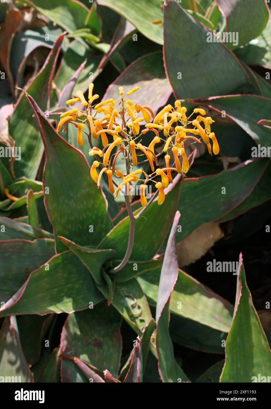 Aloe reynoldsii, Asphodelaceae, Sudafrica. L'aloe reynoldsii è una succulenta senza stelo con foglie raccolte in una rosetta e fiori gialli. Foto Stock