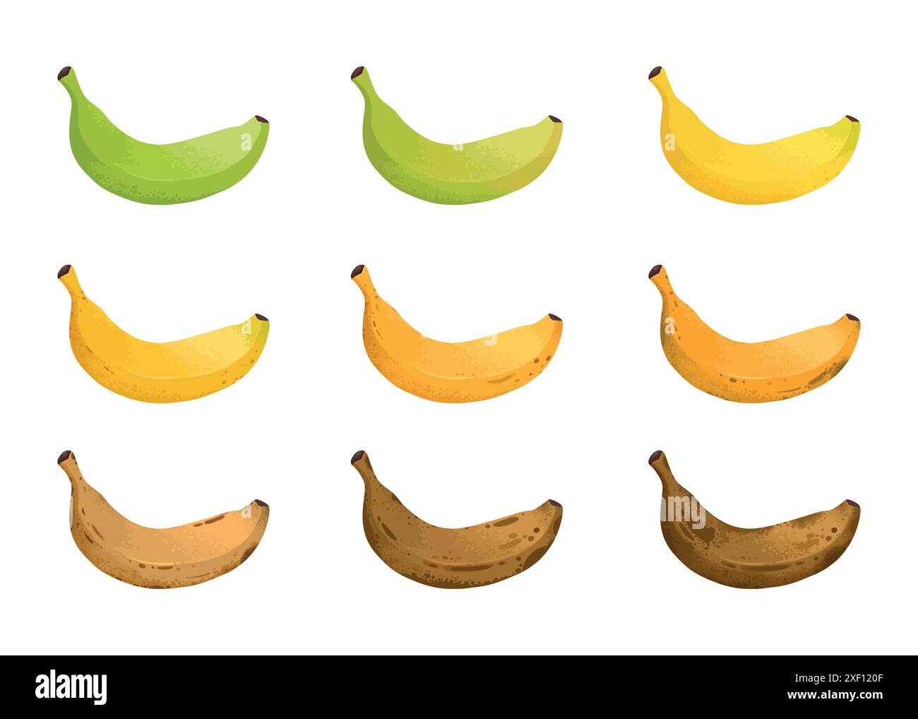 Fasi di maturazione delle banane. Diversi colori di buccia di frutta biologica, dal verde al marrone, frutta marcio biologica e frutta matura fresca. Vettore di cibo sano vegetariano Illustrazione Vettoriale