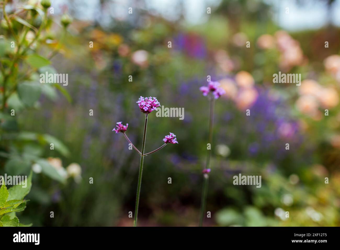 Verbena bonariensis fiorita nel giardino estivo. Piante ornamentali in fiore viola che crescono nel giardino naturale Foto Stock