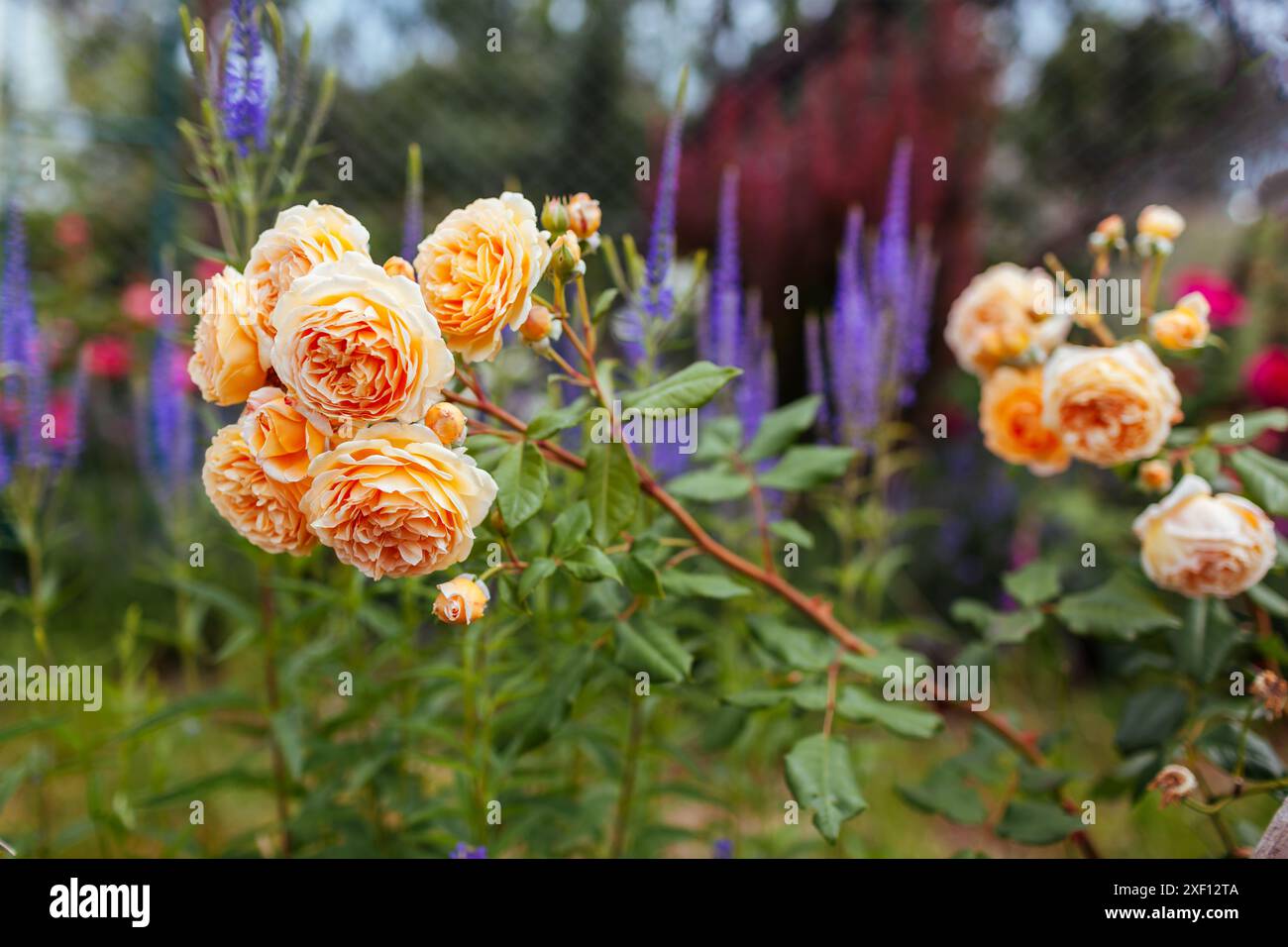 Rosa della Principessa Margareta in fiore nel giardino estivo. Fiori arancioni a petali multipli crescono su arbusti di veronica. Giardino all'inglese Foto Stock