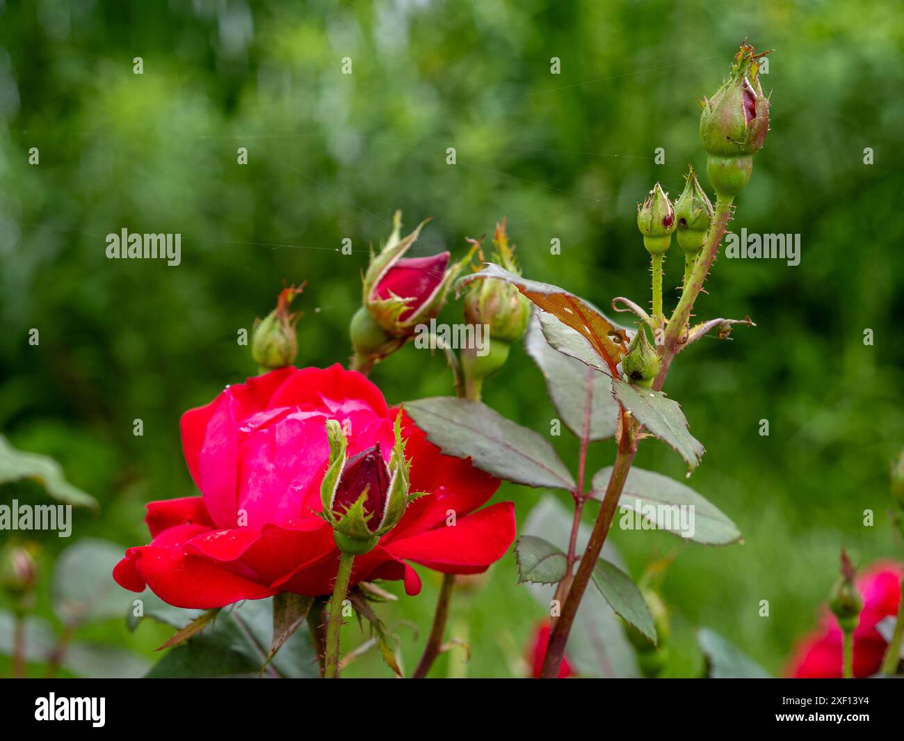 Luccicanti rose rosse in fiore, circondate da compagni in erba, adagiate su uno sfondo verde leggermente sfocato, che offre un vibrante simbolo di bellezza naturale Foto Stock