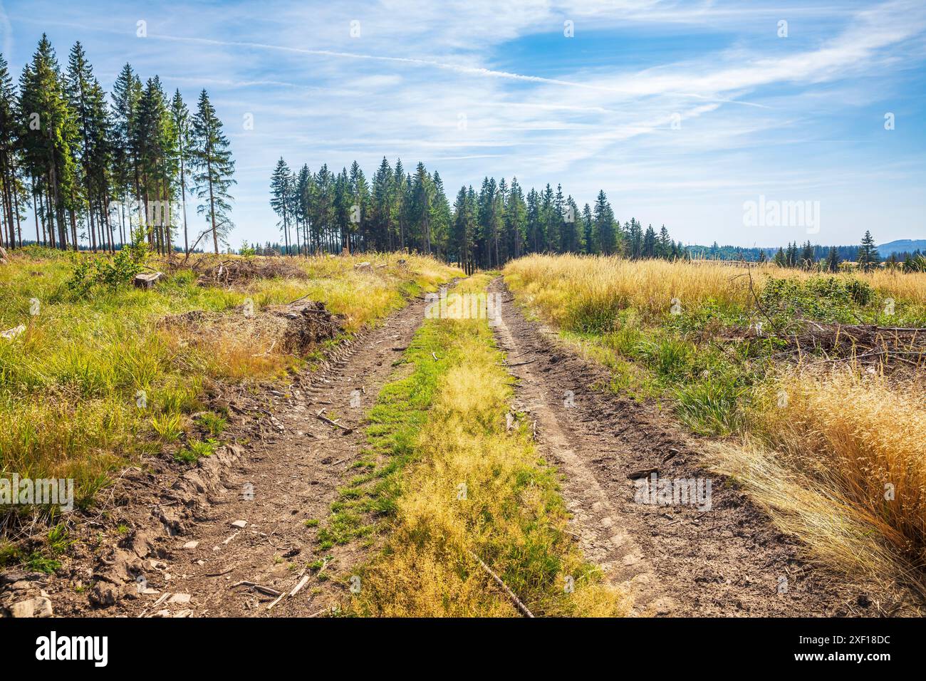 Paesaggio Der Harz parco nazionale, Germania. Foresta verde, tronchi impilati, prato aperto fiorito prato e sentieri per escursioni. Foto Stock
