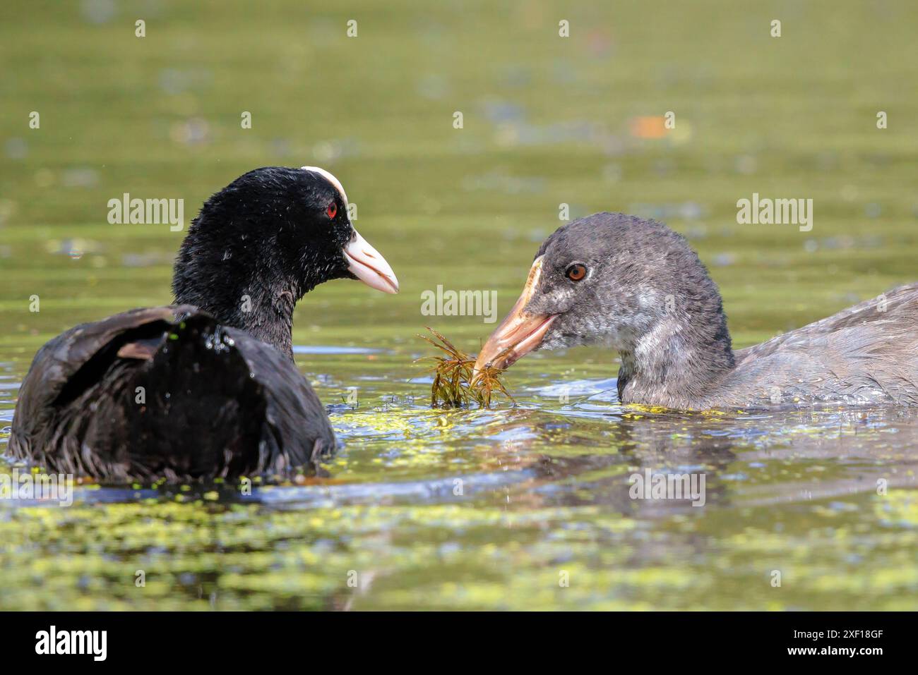 Eurasian coot, fulica atra, pulcino rosso con testa e corpo nero di nuoto. Basso punto di vista, colori vibranti e dalla luce diretta dei raggi solari. Foto Stock