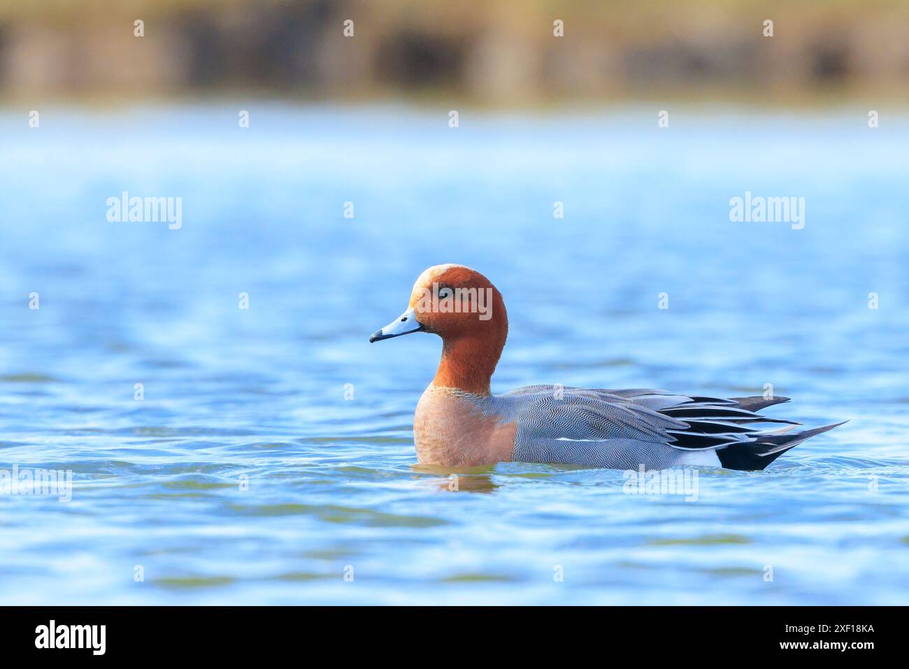 Un mago eurasiatico maschio Mareca penelope che nuota sull'acqua Foto Stock