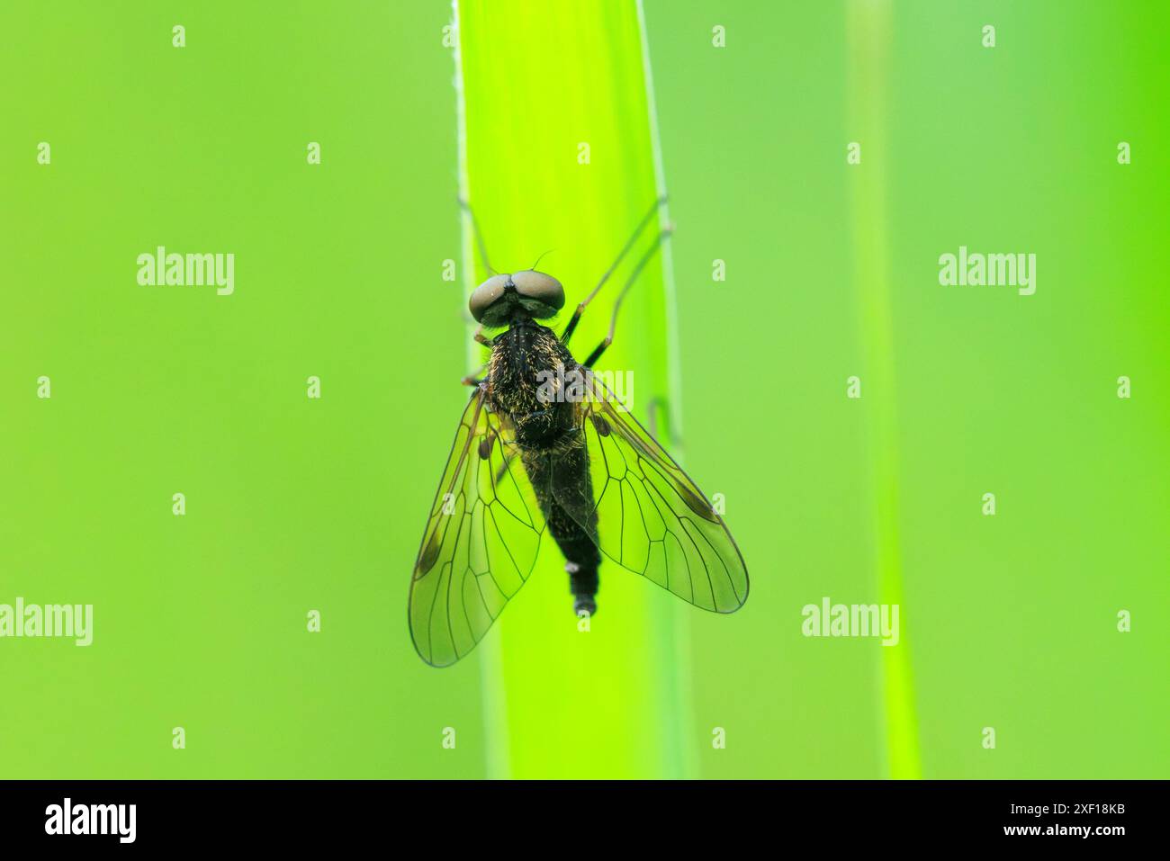 Primo piano di un Chrysopilus cristatus, una specie di mosche da cecchino, che riposano su una foglia. Foto Stock