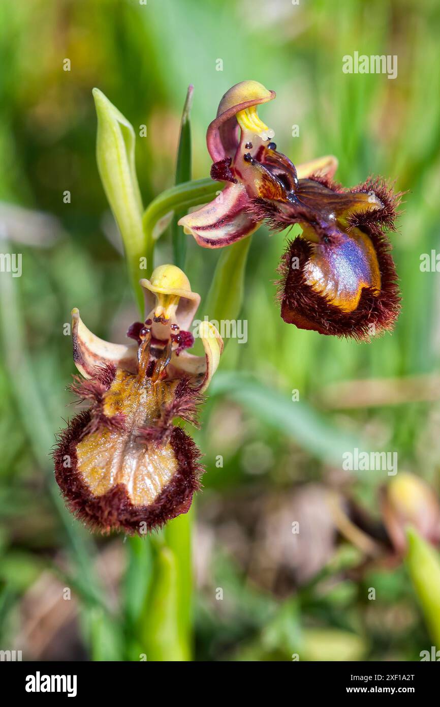 Orchidea specchio (Ophrys speculum), Orchidaceae. Erba perenne bulbosa, orchidea spontanea, pianta selvatica. fiori blu. Foto Stock