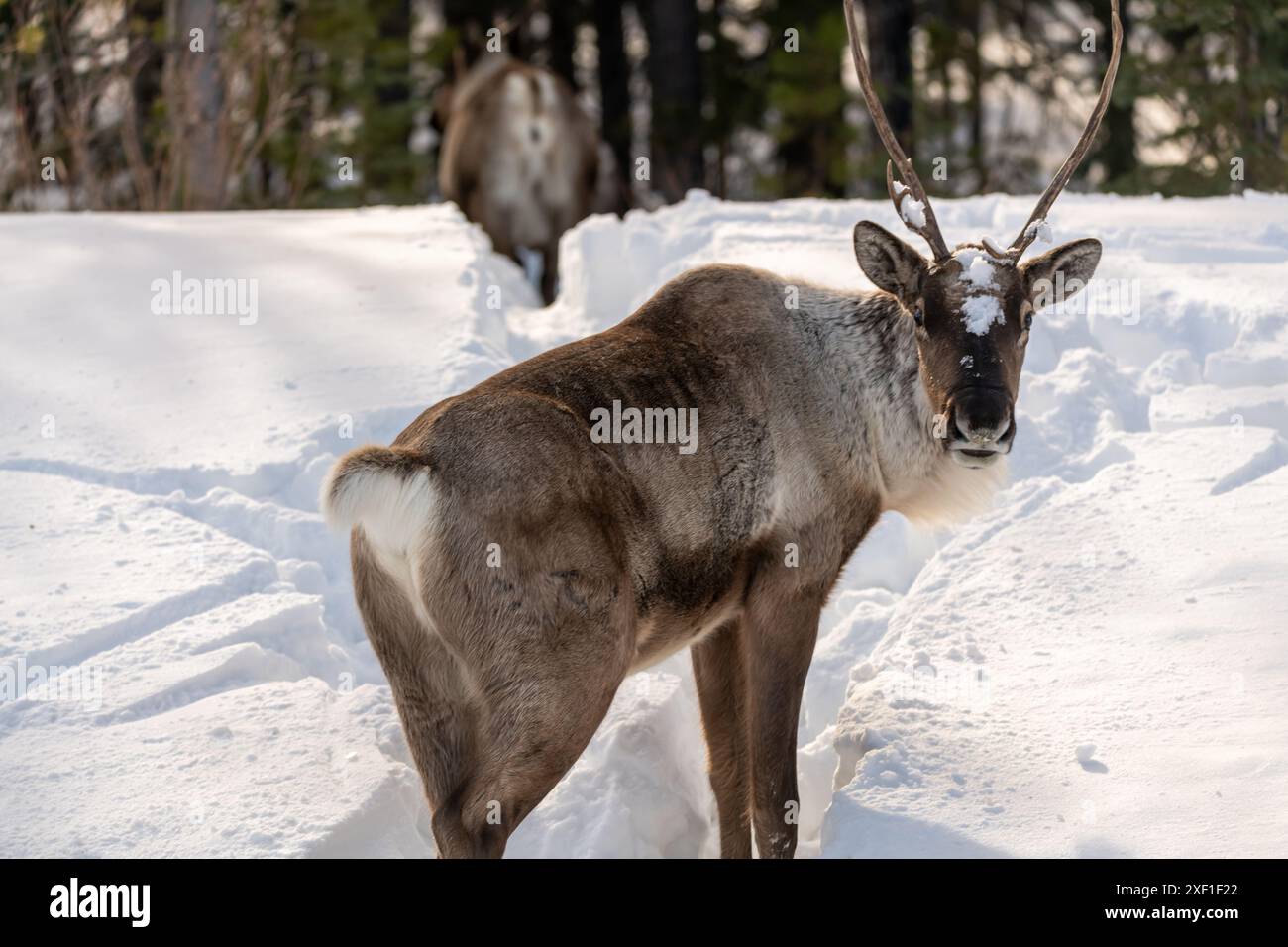 Wild Caribou visto lungo l'Alaska Highway in primavera con sfondo sfocato. Renne visto in ambiente selvaggio, natura, natura selvaggia in artico. Foto Stock