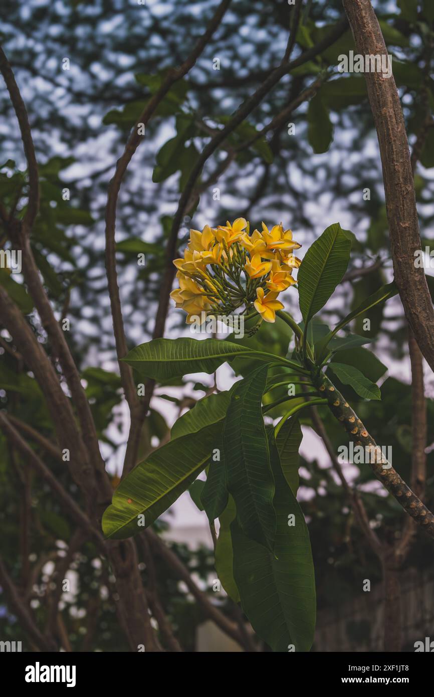 Un gruppo di vivaci fiori gialli di frangipani in piena fioritura su un ramo d'albero. I frangipani, noti anche come plumeria, sono noti per la loro fragranza dolce Foto Stock