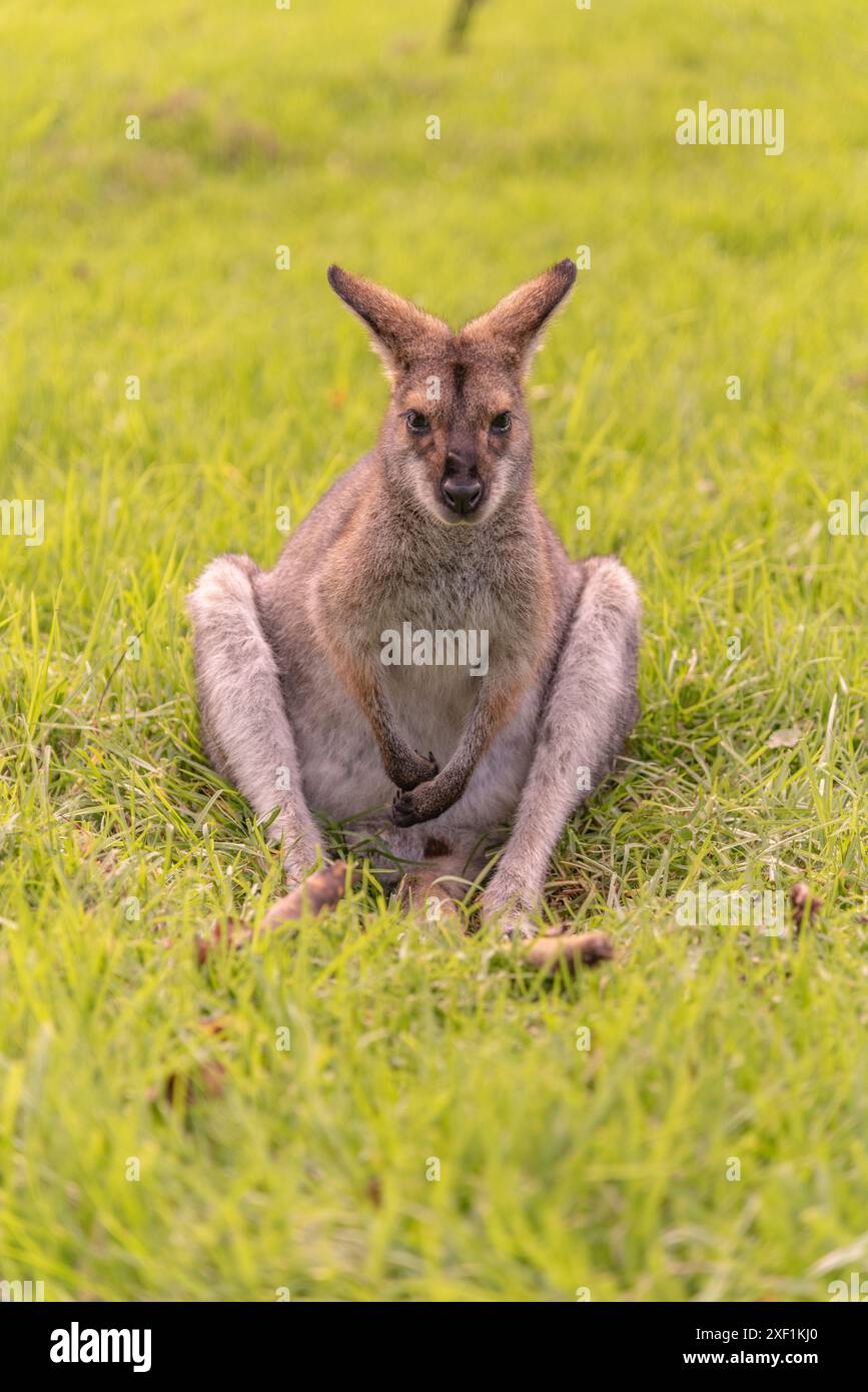 Wallaby selvaggio, canguro visto nel Queensland, Australia. Scattato ai Monti Bunya nel sud di Darling Downs. Foto Stock