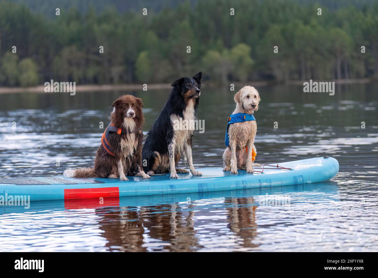 Due collies di confine e un cane di razza mista su una tavola da paddle sul lago Foto Stock