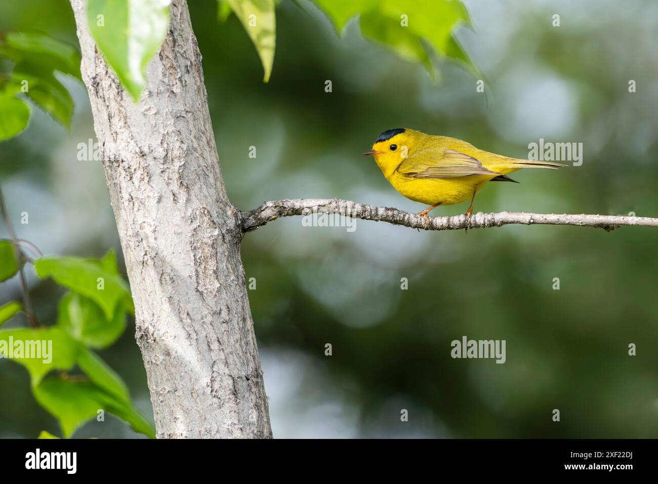 Il Warbler di male Wilson in Alaska Foto Stock