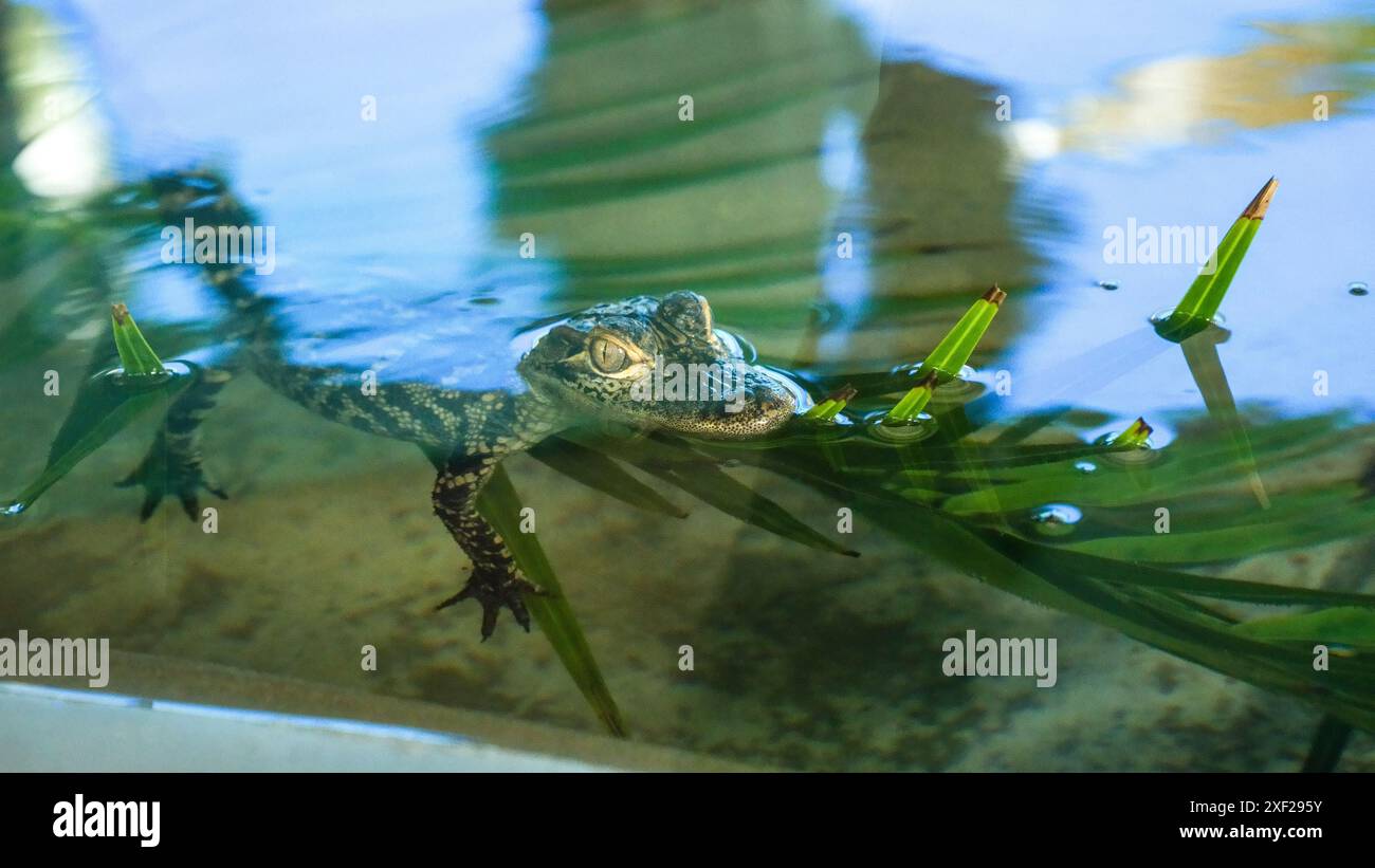 Alligatori giovani che nuotano in una fattoria di gatori della Florida di varie dimensioni. Foto Stock