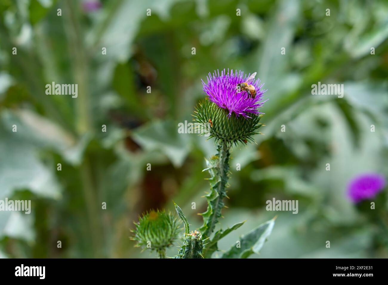 Un'ape si impegna nella delicata danza dell'impollinazione su un suggestivo cardo viola, adagiato su uno sfondo verde lussureggiante. Foto Stock