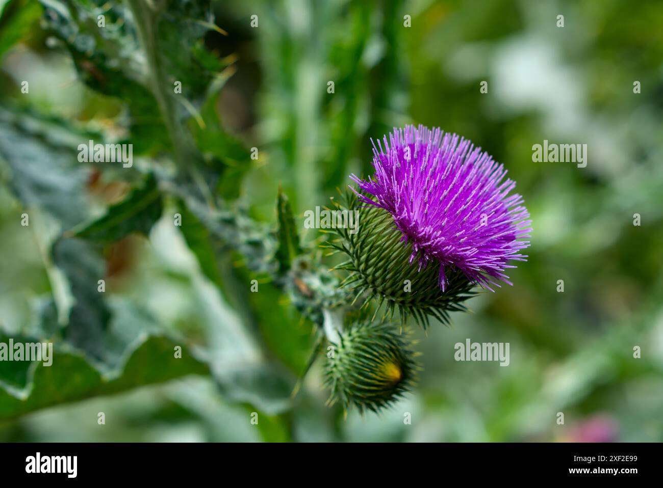 Il dettaglio orizzontale di un cardo viola, che mostra i suoi intricati modelli su uno sfondo verde sereno. Foto Stock
