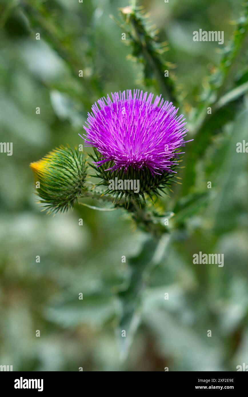 Il dettaglio verticale di un cardo viola, che mostra i suoi intricati modelli su uno sfondo verde sereno. Foto Stock