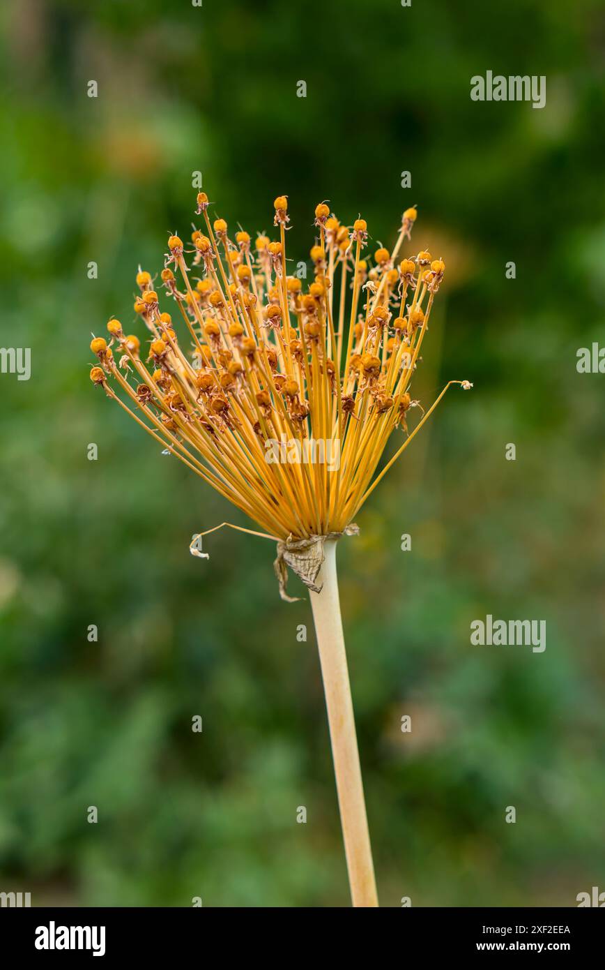 Immagine verticale della testa di fiori d'arancio secchi con sfondo verde sfocato. Foto Stock