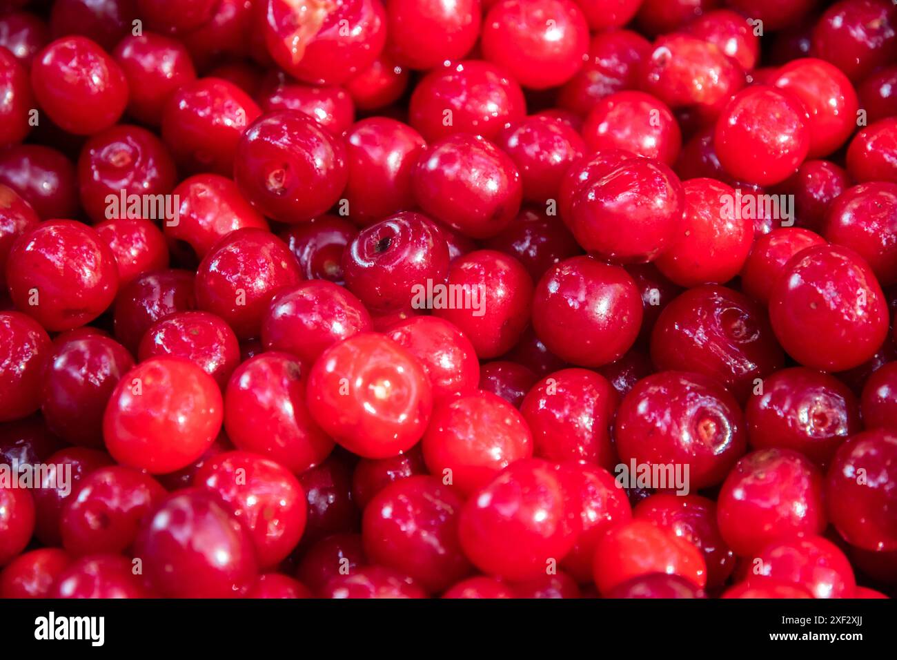 Ciliegie acide mature rosse senza gambi preparate per il primo piano del succo come fondo di frutta Foto Stock