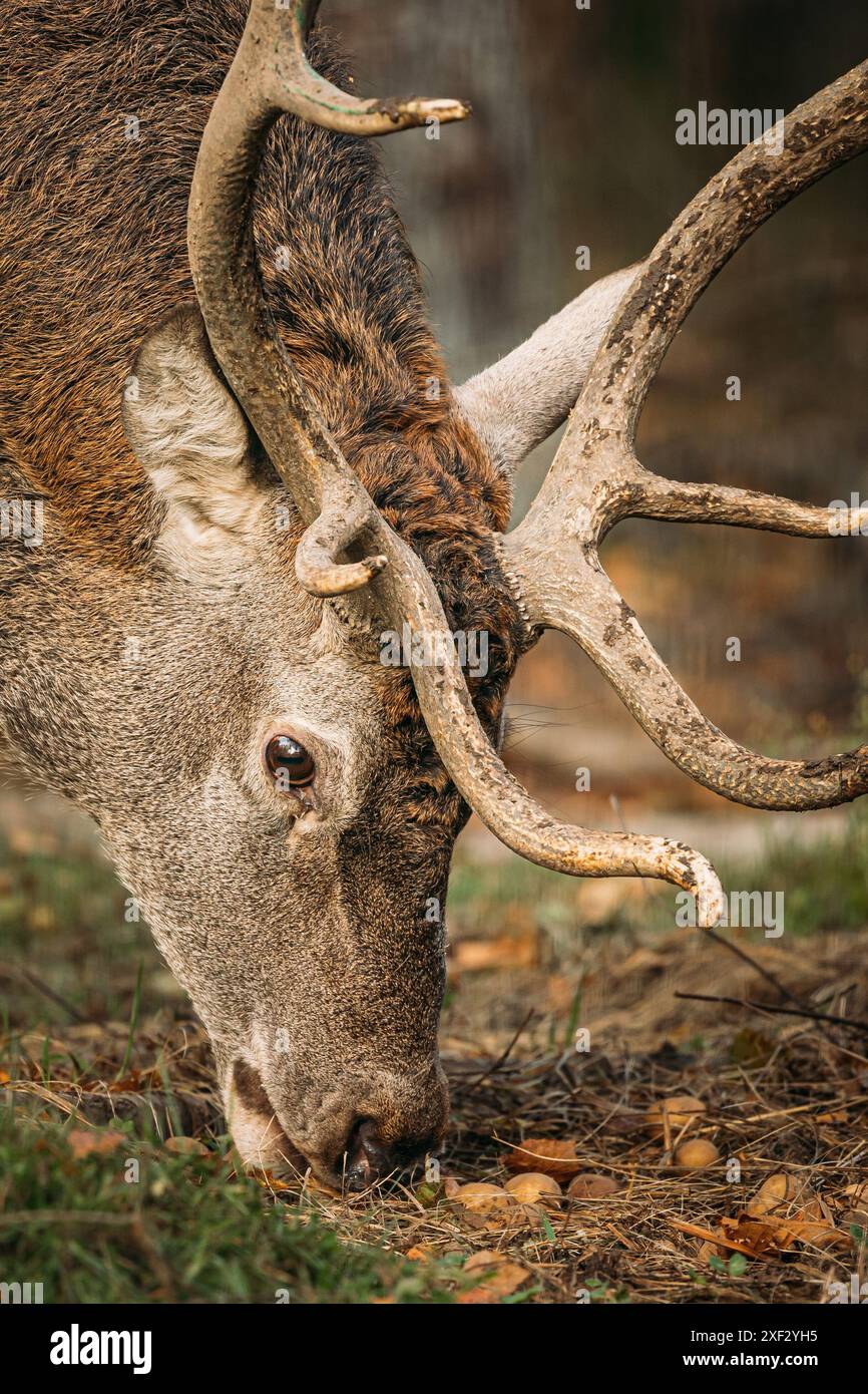 Il cervo rosso europeo maschile o Cervus elaphus pascolano nella foresta autunnale. Primo piano, cervo Foto Stock