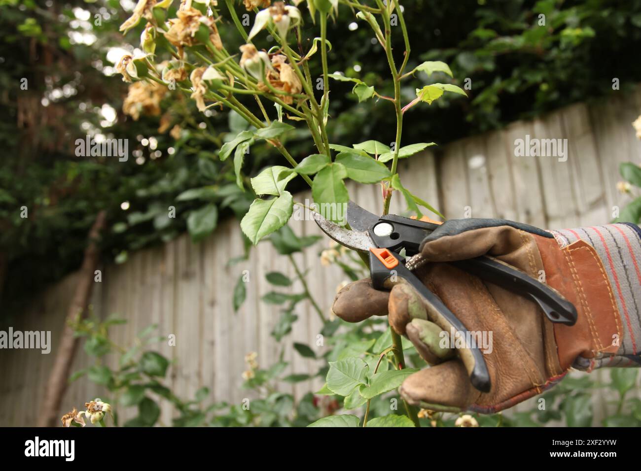 Rose a testa morta su cespuglio di rose con cuccette per potatura nel British Garden, di giorno, Inghilterra, Regno Unito Foto Stock