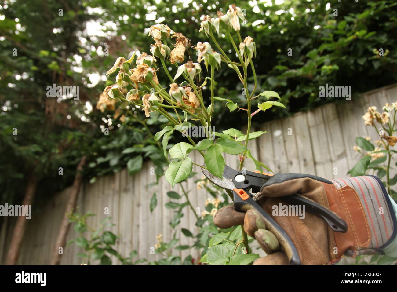 Rose a testa morta su cespuglio di rose con cuccette per potatura nel British Garden, di giorno, Inghilterra, Regno Unito Foto Stock