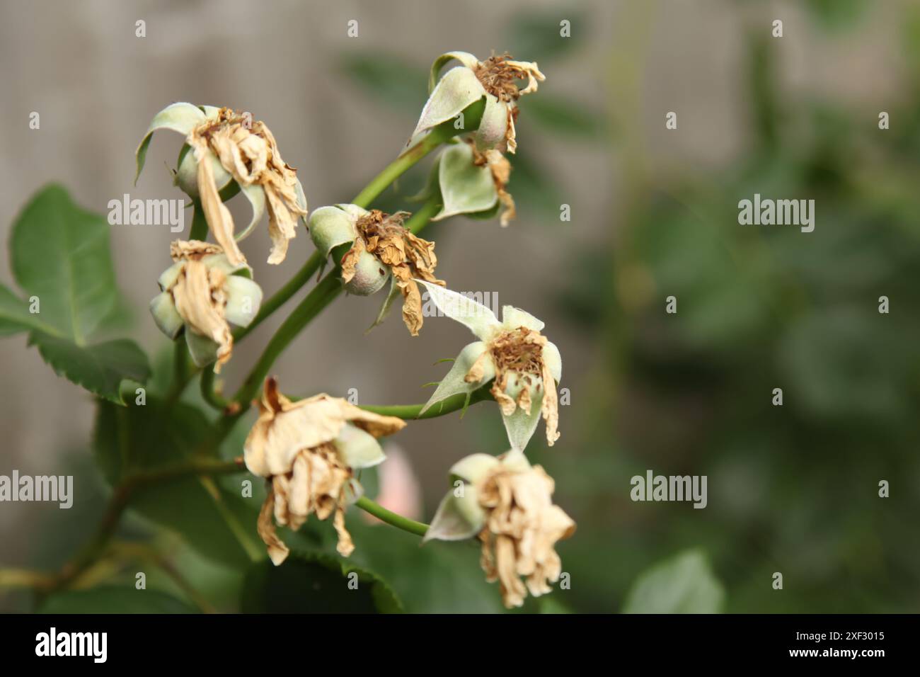 Rose a testa morta su cespuglio di rose con cuccette per potatura nel British Garden, di giorno, Inghilterra, Regno Unito Foto Stock