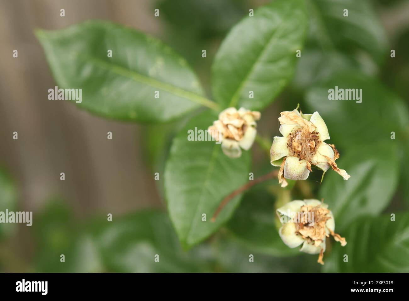 Rose a testa morta su cespuglio di rose con cuccette per potatura nel British Garden, di giorno, Inghilterra, Regno Unito Foto Stock