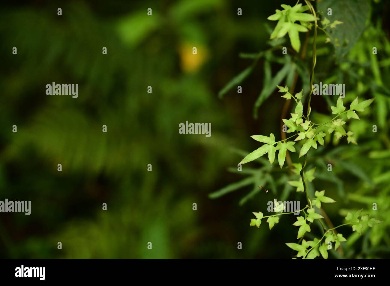 Sullo sfondo di un ricco fogliame verde scuro, le foglie di vite smeraldo si intrecciano come pizzi lavorati meticolosamente, trasudando una bellezza delicata ed elegante. Foto Stock