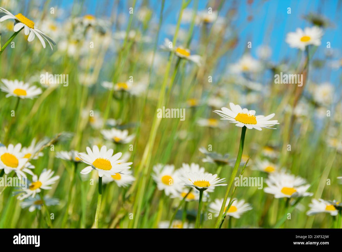 Prato di fiori in estate Foto Stock