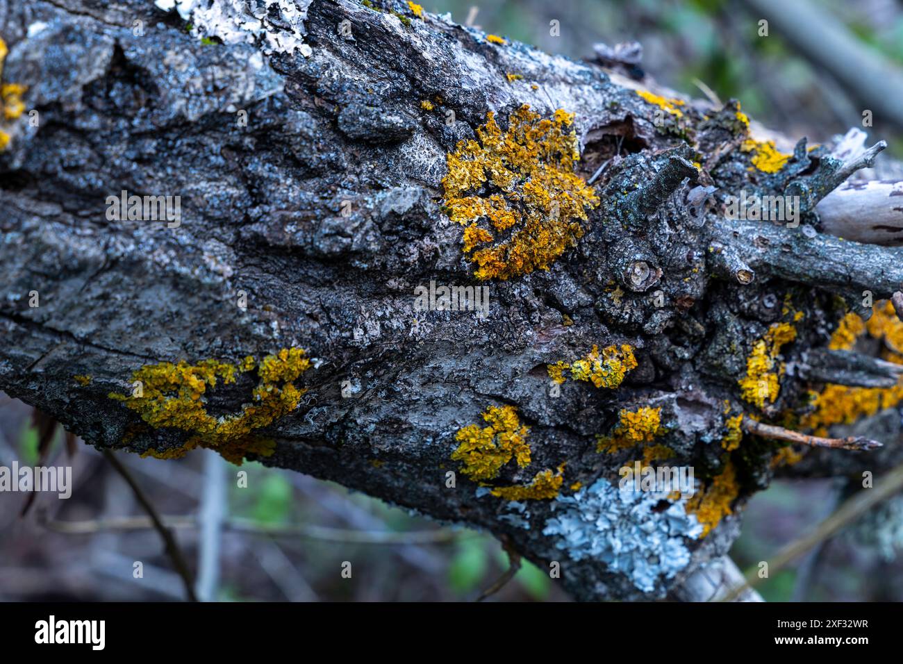 Un tronco di albero coperto di muschio e lichene. Il muschio è giallo e verde, e il lichene è bianco. Il tronco dell'albero è vecchio e intemprato, e sembra Foto Stock