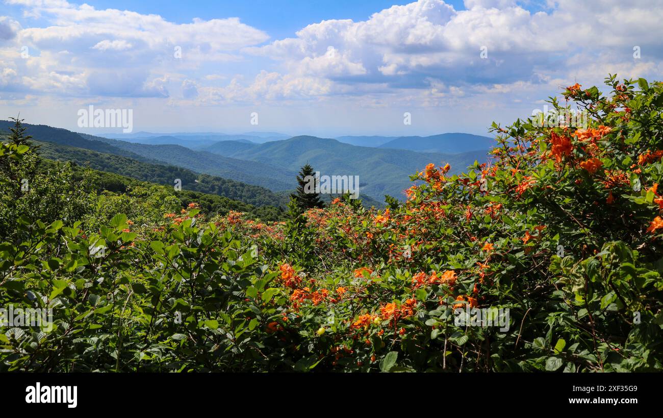 Azalee fiamme a Roan Mountain Foto Stock