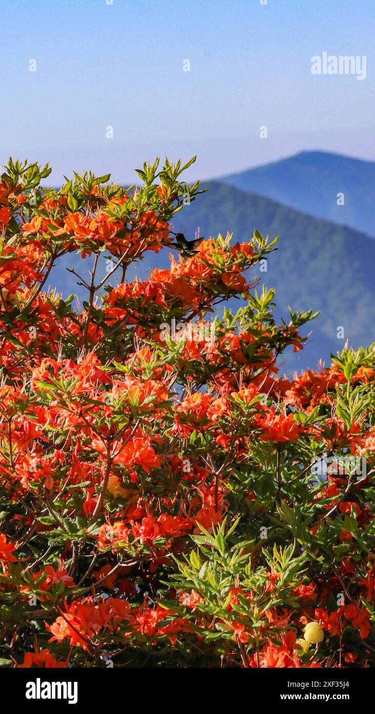 Azalee fiamme a Roan Mountain Foto Stock