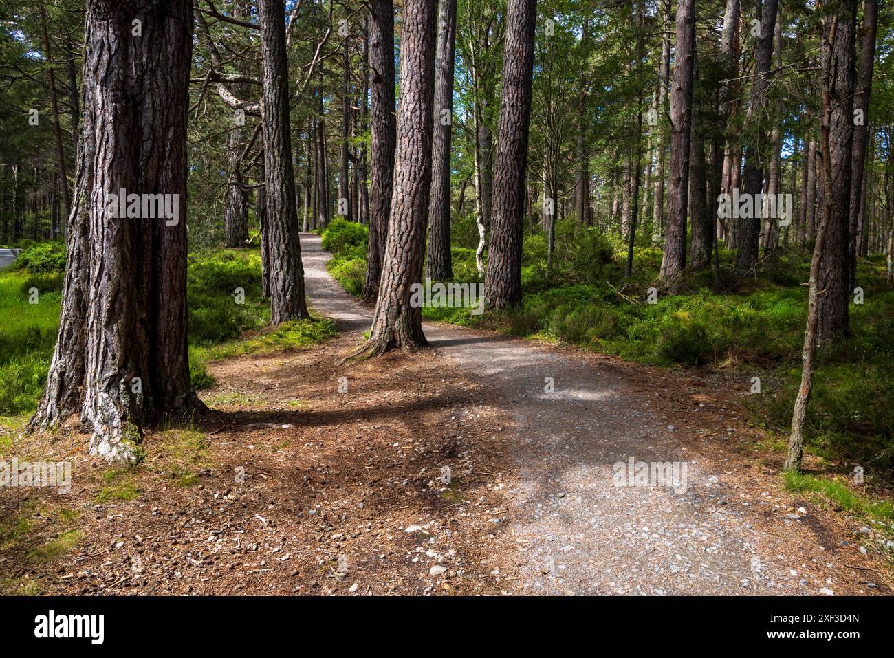 Un percorso attraverso i pini scozzesi a Loch Garten, Cairngorms, Scozia Foto Stock