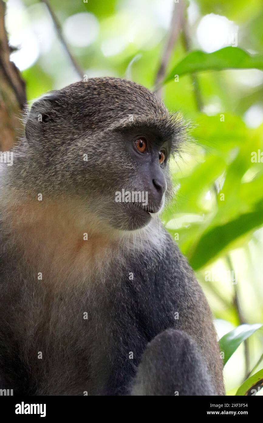 Scimmia di Zanzibar Sykes, sottospecie della scimmia di Sykes endemica di Zanzibar. Vista alla foresta di Jozani , Zanzibar, Tanzania. Foto Stock