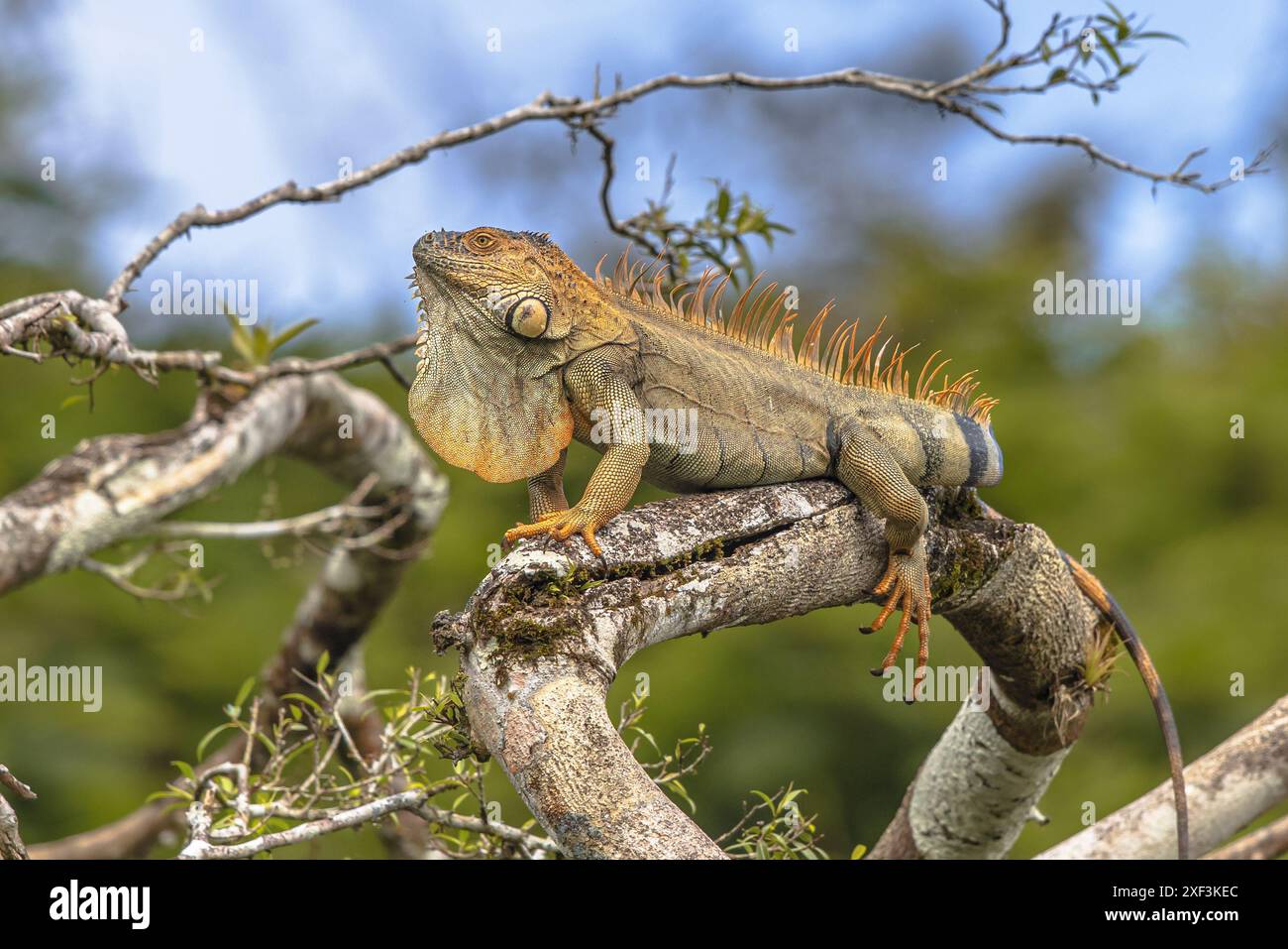 L'iguana verde (iguana iguana), conosciuta anche come iguana americana o iguana verde comune, è una specie arborea che vive una vita arborea. Wildli Foto Stock
