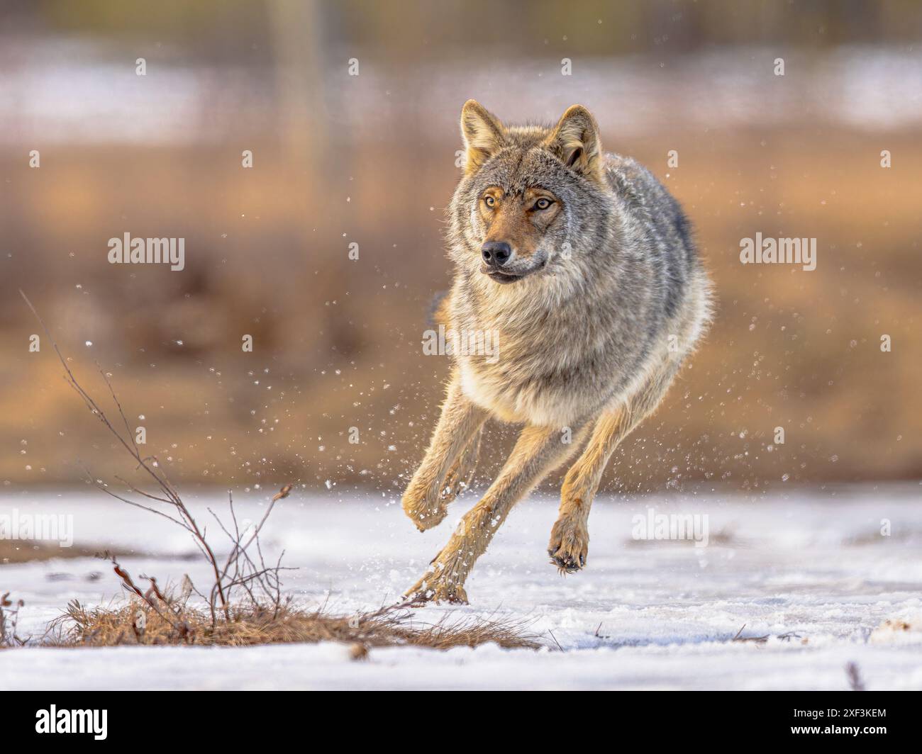 Il lupo eurasiatico (Canis lupus lupus), noto anche come lupo comune, è una sottospecie di lupo grigio originaria dell'Europa e dell'Asia. Una volta era diffuso Foto Stock