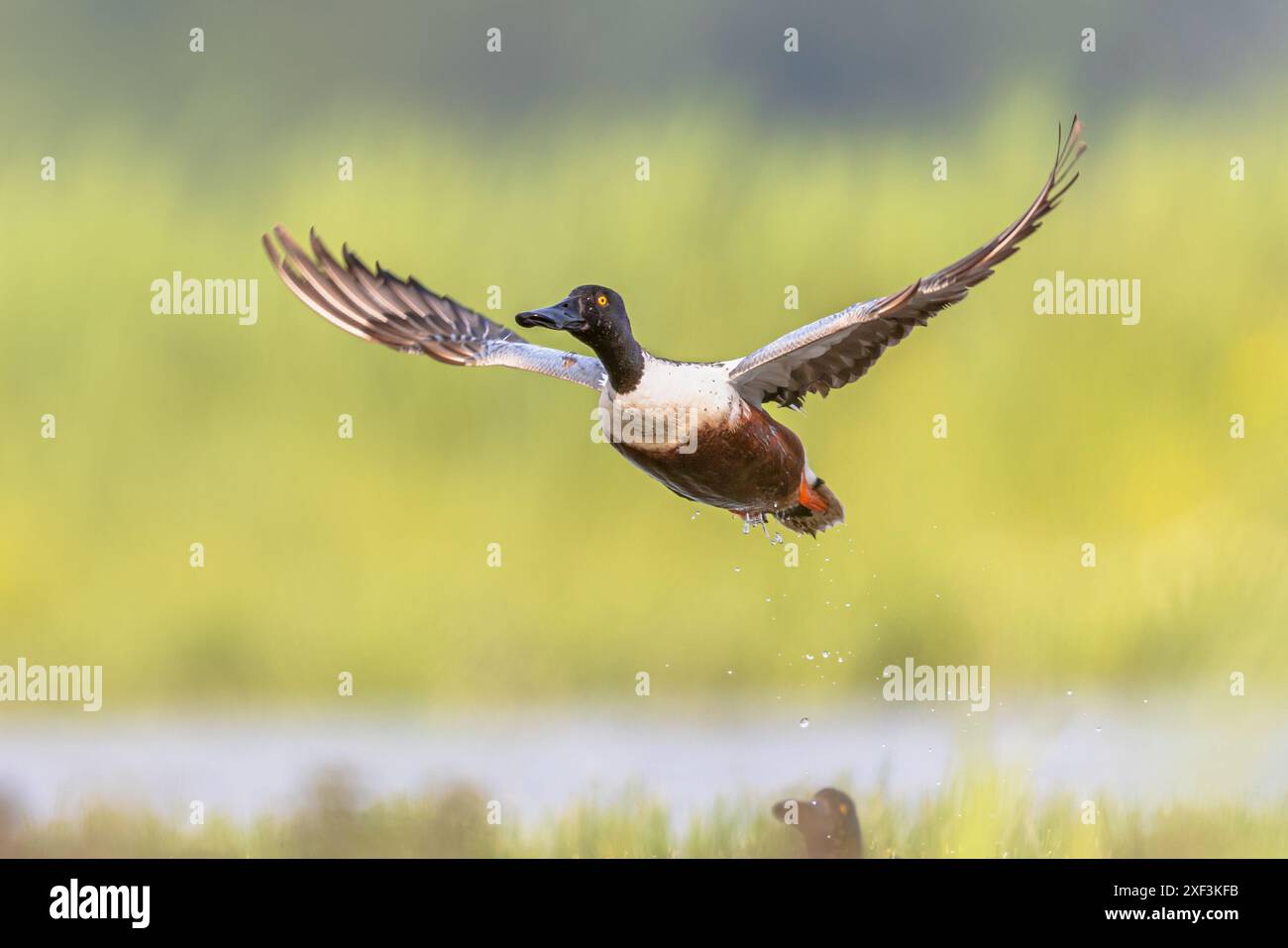 Northern mestolone (Anas clypeata), o mestolone in inglese britannico, può essere riconosciuto sul suo spatulate bill. Si tratta di un comune e diffuso di anatra. Esso br Foto Stock