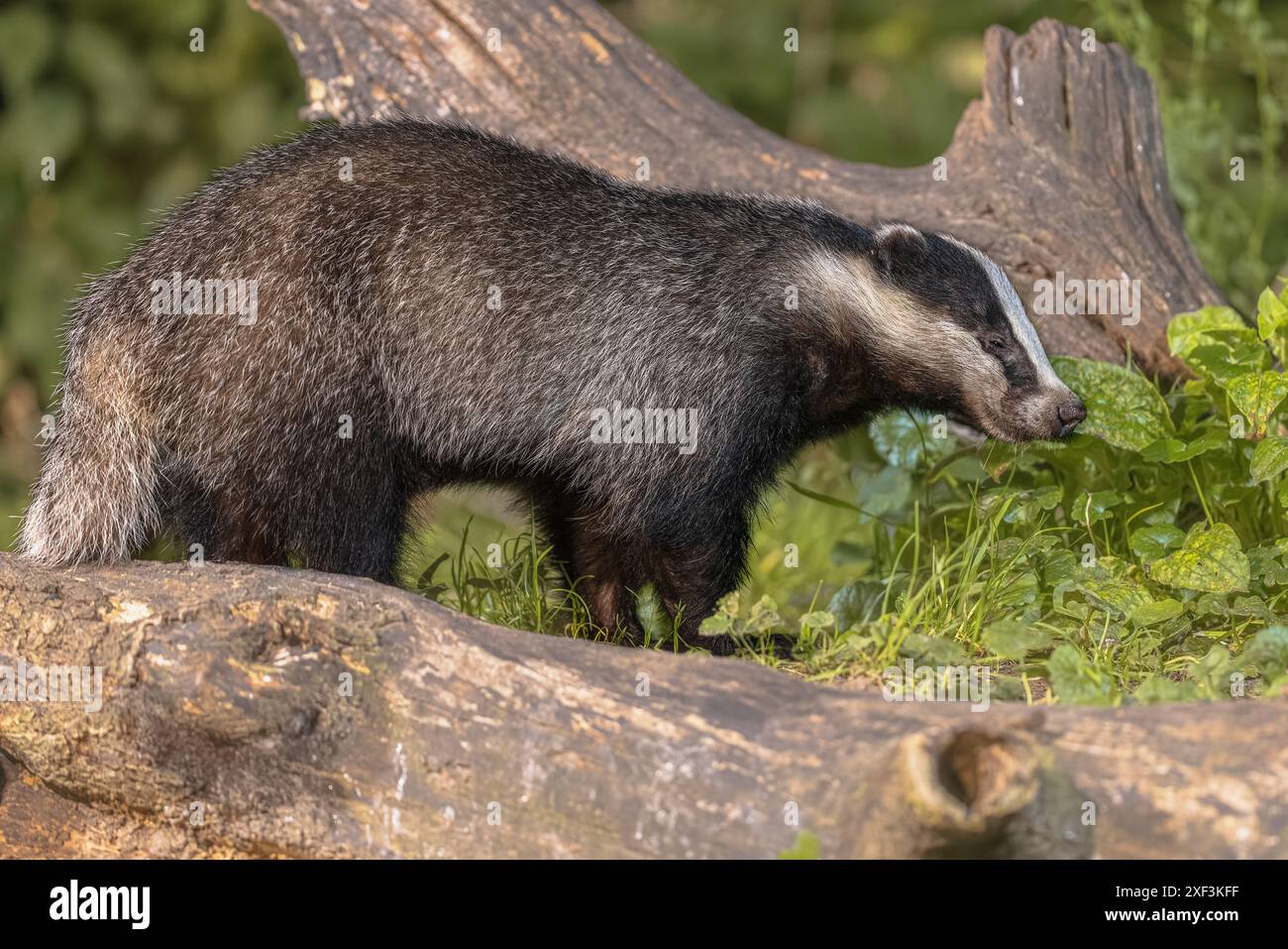 European Badger (Meles meles) camminare nella foresta di notte. Drenthe, Paesi Bassi. Fauna selvatica scena della natura in Europa. Foto Stock