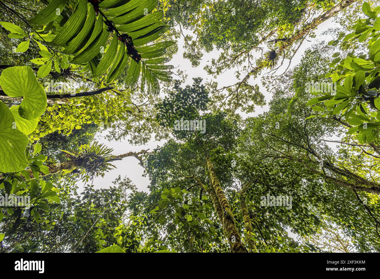 La vista del baldacchino della foresta pluviale dal basso è mozzafiato. Gli alberi torreggianti si estendono verso il cielo, con i loro rami ricoperti da lussureggianti foglie verdi. Foto Stock