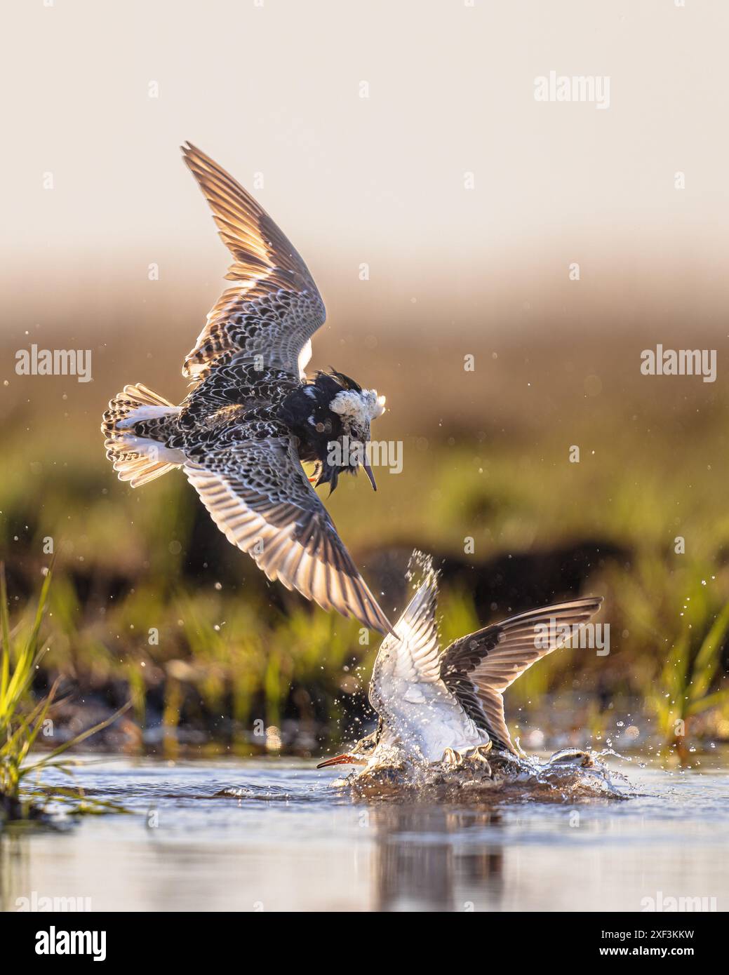 Il Ruff (Calidris pugnax) è un uccello di medie dimensioni che si riproduce in paludi e prati umidi in tutta l'Eurasia settentrionale. Questo sandpiper altamente gregario Foto Stock