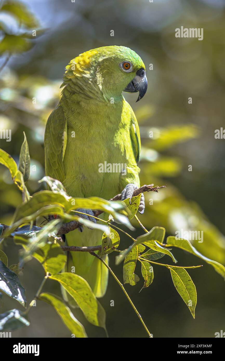 Amazona auropalliata (Amazona auropalliata) è un pappagallo amazzonico diffuso. Recentemente è stato riclassificato come critico Foto Stock