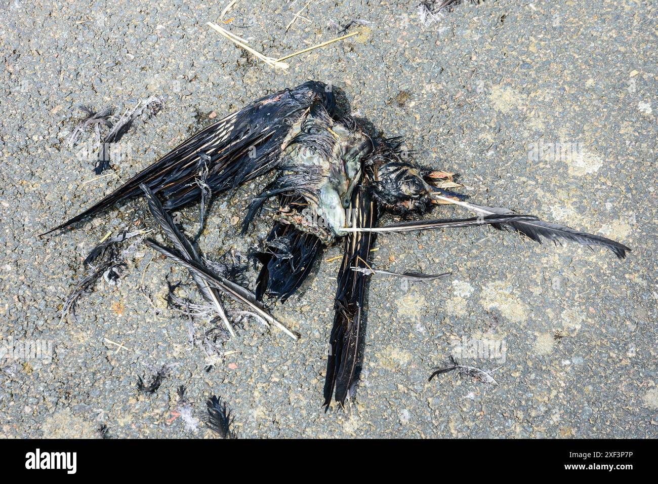 Resti di corvo morto mezzo mangiato sulla strada - Francia. Foto Stock