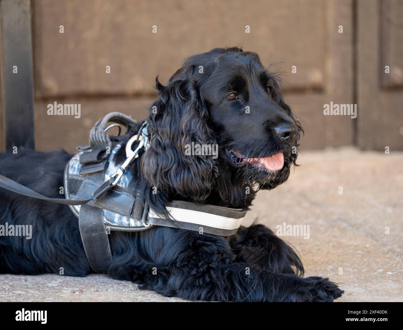 nero inglese cocker spaniel di tre anni Foto Stock