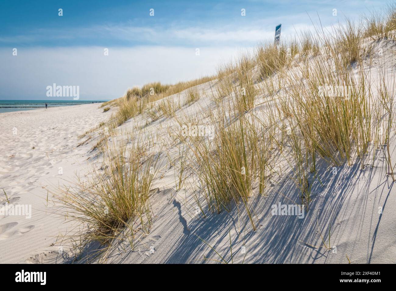 Geografia / viaggi, Germania, Meclemburgo-Pomerania occidentale, erba e dune vicino a Prerow, ULTERIORI-DIRITTI-AUTORIZZAZIONE-INFO-NON-DISPONIBILI Foto Stock