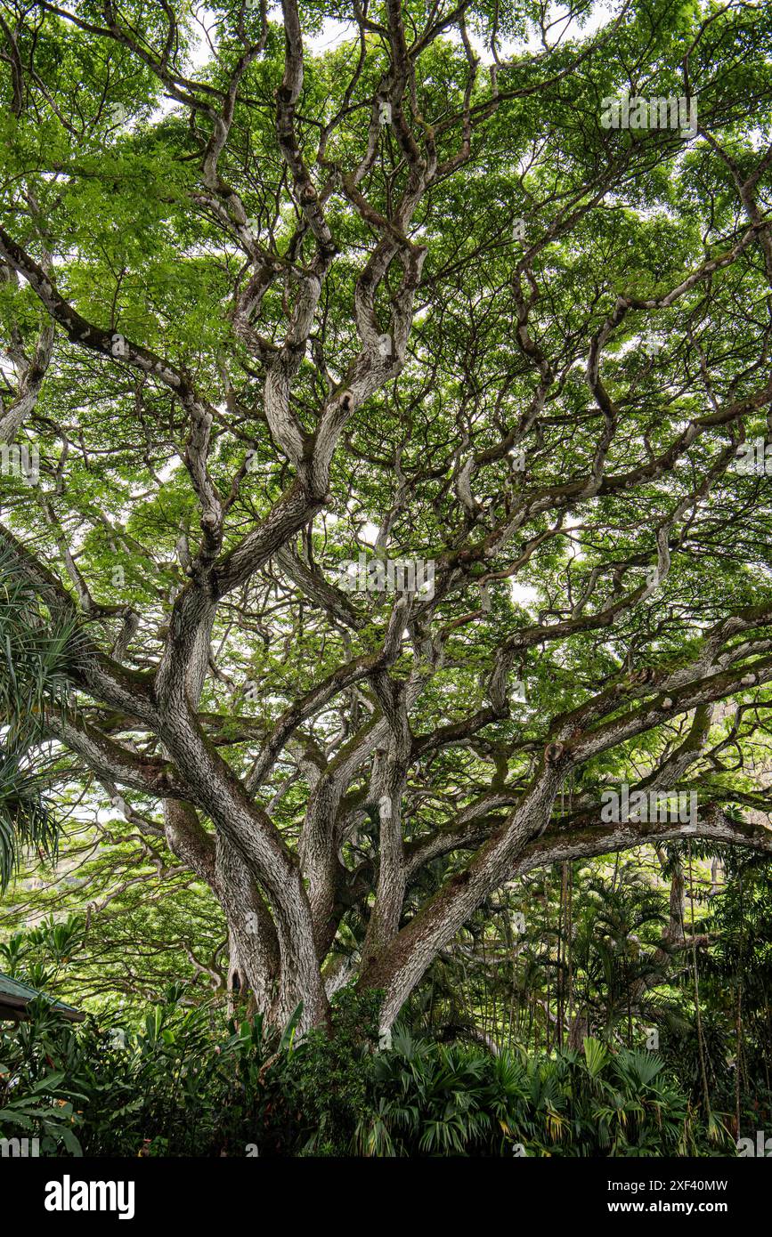 Un'imponente quercia sempreverde sorge orgogliosamente nella Waimea Valley, Honolulu. La sua lussureggiante vegetazione crea un maestoso baldacchino tra i tranquilli dintorni, alti Foto Stock