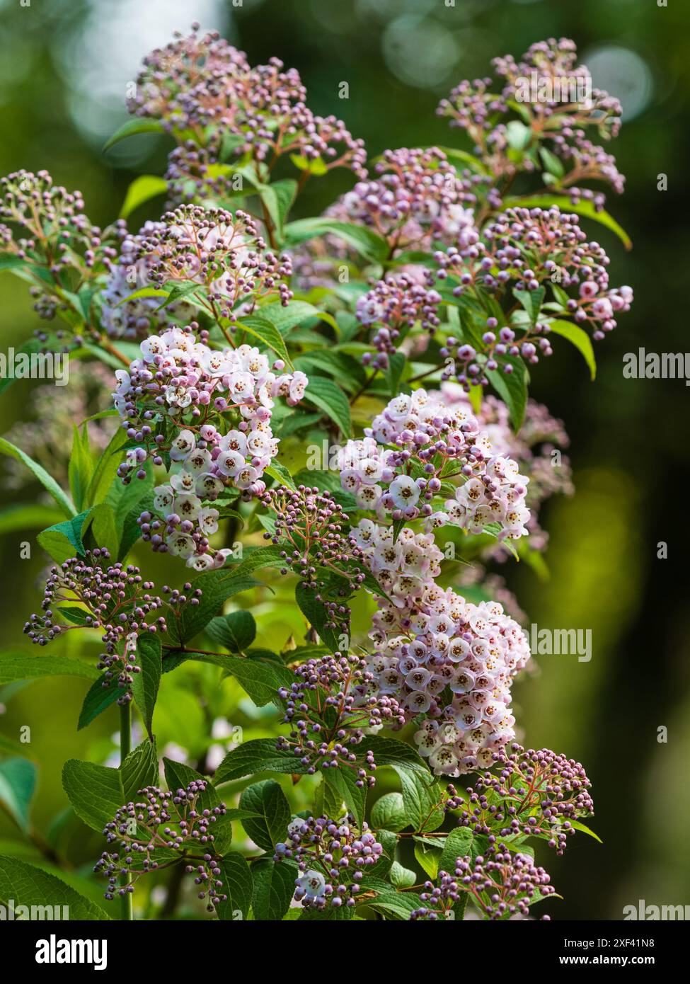 Fiori estivi dell'arbusto deciduo compatto e resistente, Deutzia compacta "Lavender Time" Foto Stock