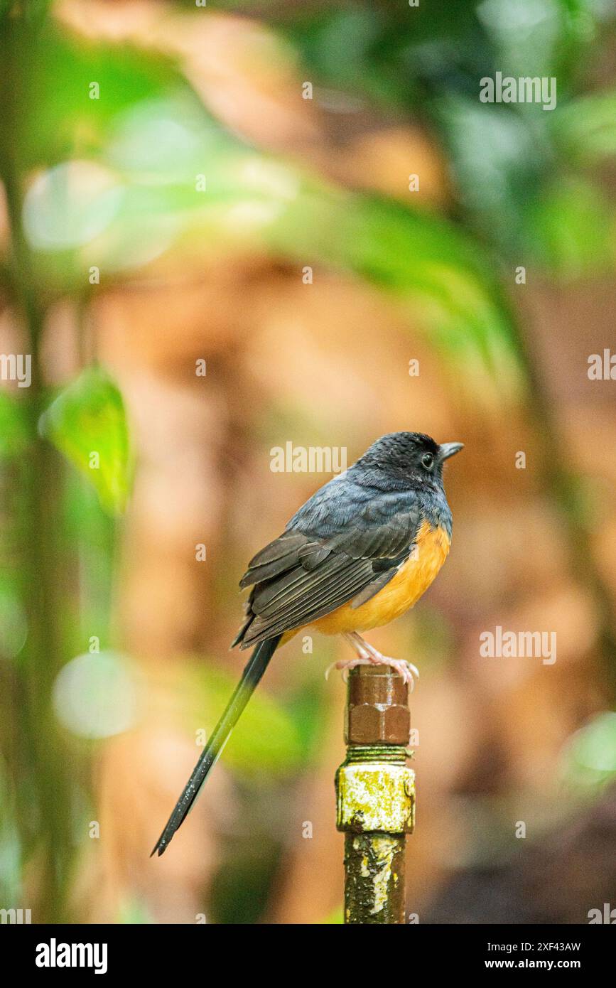 Uno Shama Malabar arroccato su un palo metallico a Waimea Valley, Oahu, Hawaii. Con il suo piumaggio vivace e la postura elegante, l'uccello aggiunge un tocco di natura Foto Stock Uno Shama Malabar arroccato su un palo metallico a Waimea Valley, Oahu, Hawaii. Con il suo piumaggio vivace e la postura elegante, l'uccello aggiunge un tocco di natura Foto Stock